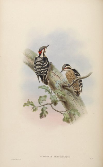 Iyngipicus semicoronatus by John Gould